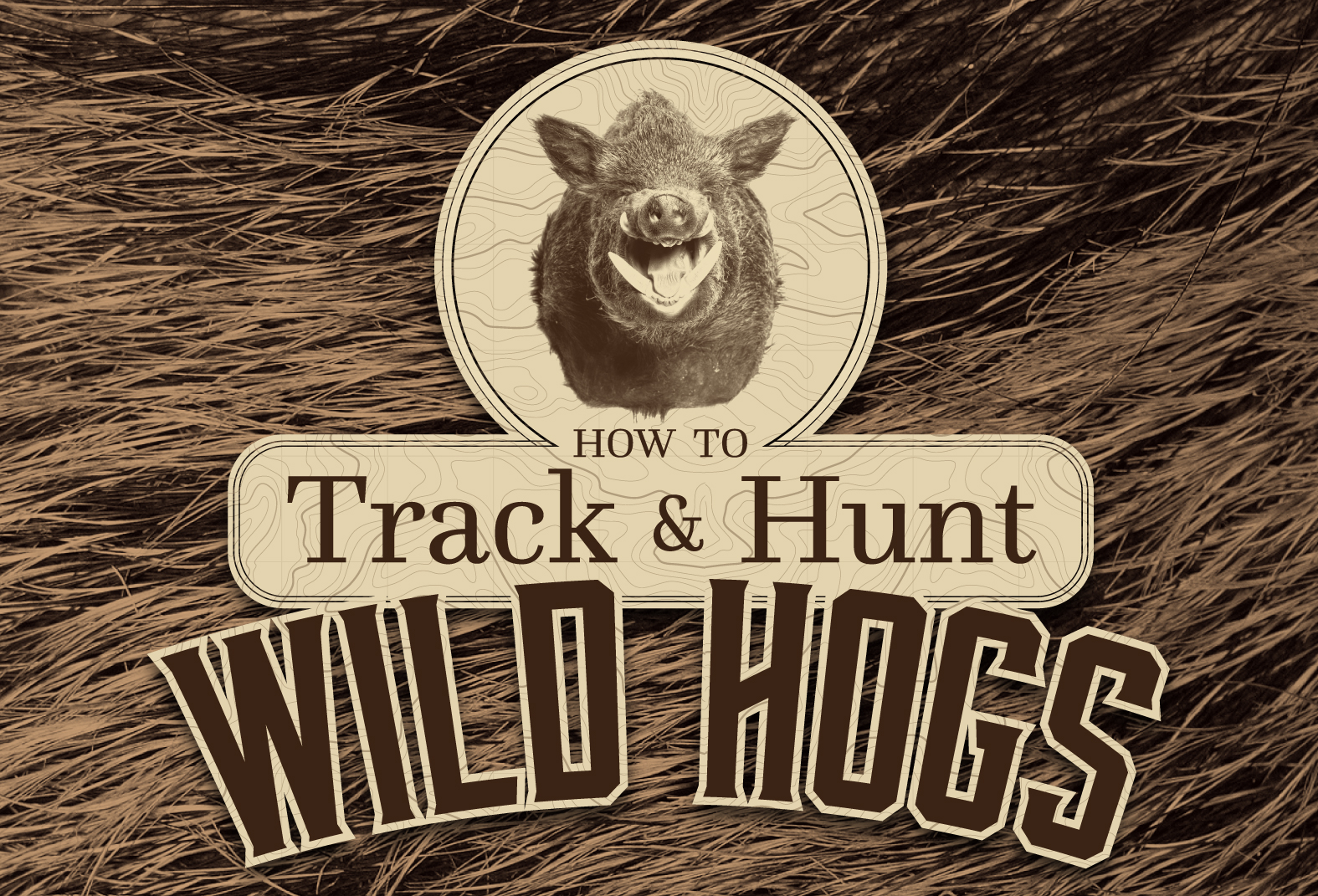 Wild Hogs Infographic